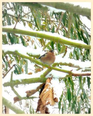 Ici aussi, elle aura fini par arriver !!Voici le spectacl...