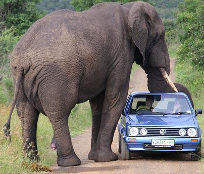 elephant-voiture.jpg