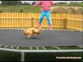 Un chat qui kiff le trampoline
