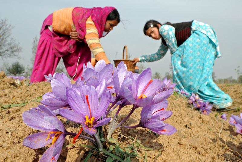 Jeudi 4 novembre, dans une ferme de Pampore, à la périphérie de Srinagar, au Cachemire, ces femmes participent à la cueillette du safran.