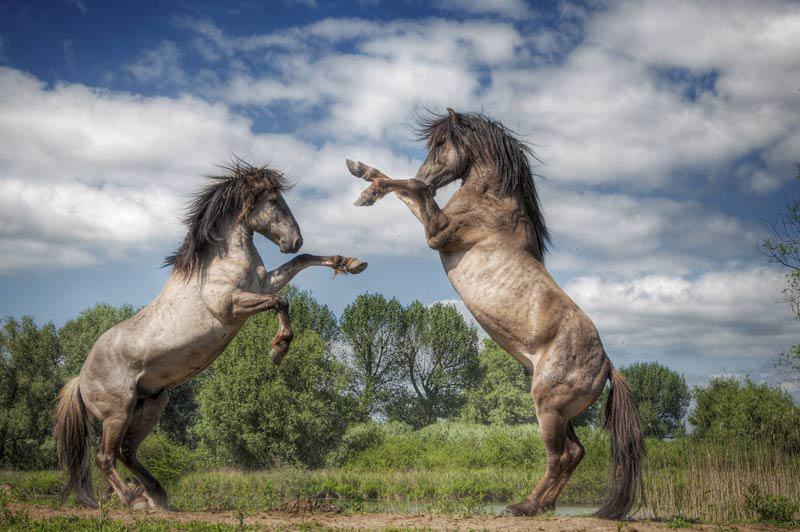 Dans la réserve naturelle de Loevenstein, aux Pays-Bas, ces deux étalons sont en pleine démonstration de force, fin novembre. Il s’agit de koniks, une race de petit cheval très rustique d'origine polonaise.