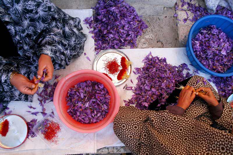Après avoir récolté des fleurs de safran dans une ferme à Ghayen, au nord-est de l'Iran, ces femmes sélectionnent les stigmates afin de les faire sécher et de pouvoir les utiliser en cuisine, fin novembre.