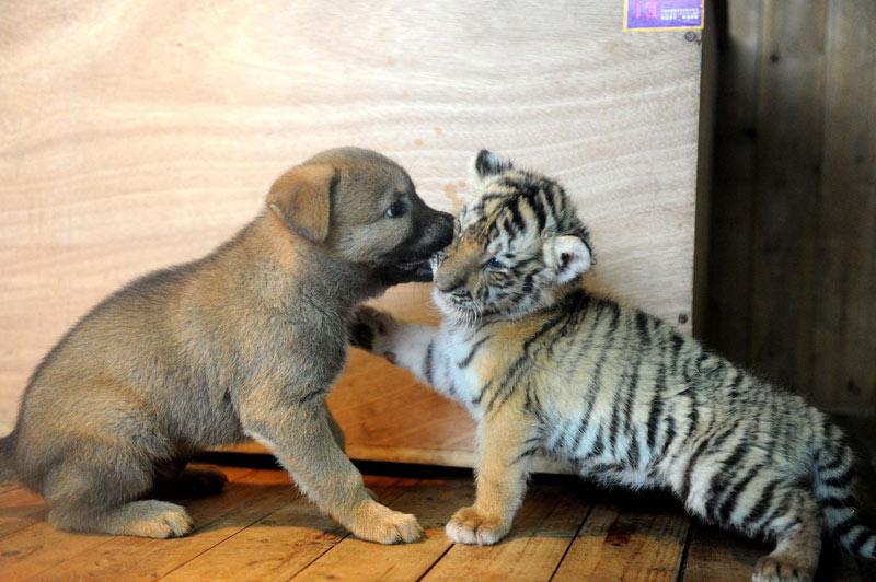 Né il y a un mois au zoo de Hangzhou, Lucky, jeune tigre sibérien a été abandonné par sa mère. Les employés du zoo l’ont confié à une jeune mère et son petit dont il partage aujourd’hui le quotidien.