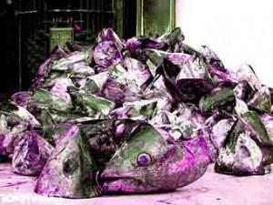 thon-rouge-japon-europe-sushi