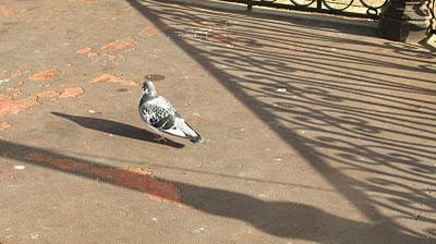 DéfifotoJim Jarmusch, rejets