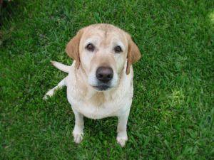 Un labrador hospitalisé… à cause de son taux d’alcoolémie !