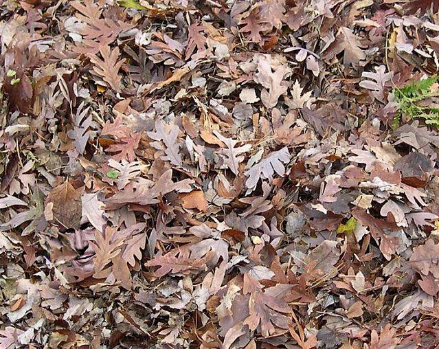 Vincent-Price-Pile-of-Leaves.JPG