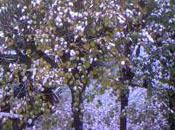 Montmorency sous neige… novembre