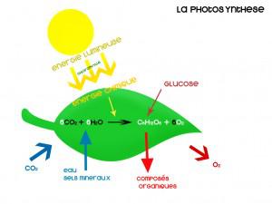 La photosynthèse artificielle