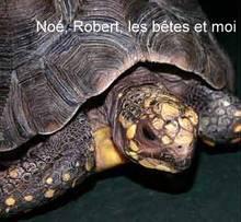 tortue.1291111199.jpg