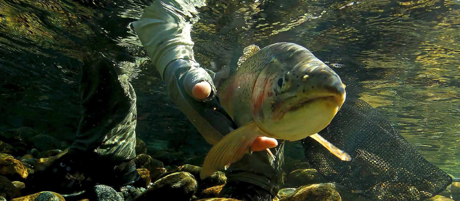 FLYMAGE N°4, SI SEÑOR !!