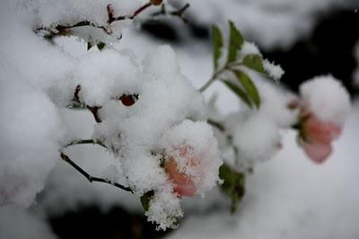 De la neige, dans le jardin