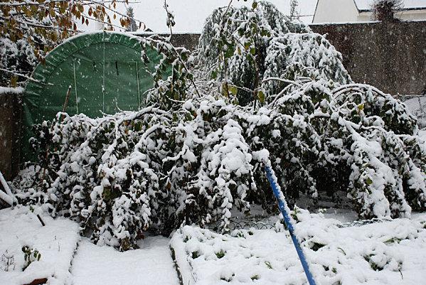 noisetier-poid-neige