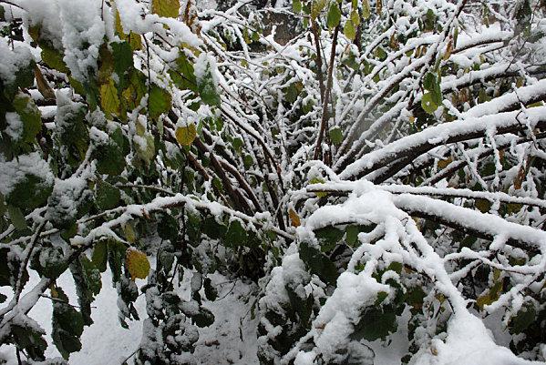 noisetier-poid-neige2