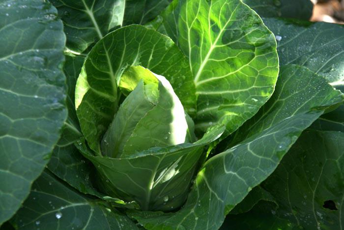 Chou coeur de boeuf cabbage beaf heart moyen medium