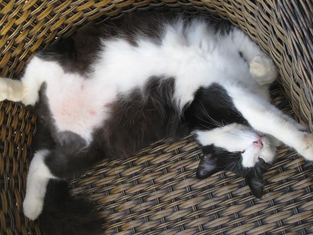 Fat Freddy, les Avirons, mai 2009