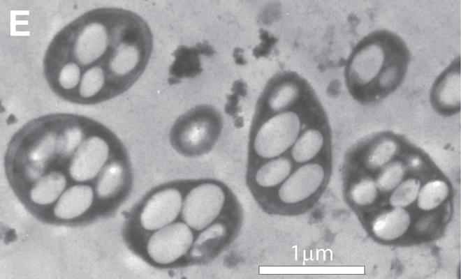 Bacteria-wolfesimon3HR in La NASA découvre une nouvelle forme de vie