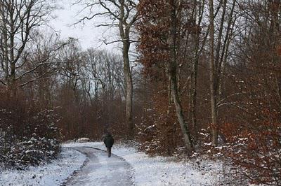 Neige en forêt et même au-delà