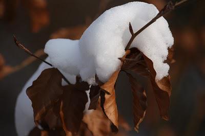 Neige en forêt et même au-delà