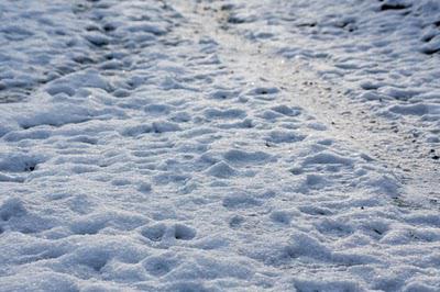 Neige en forêt et même au-delà