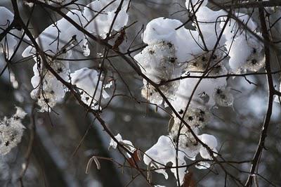 Neige en forêt et même au-delà