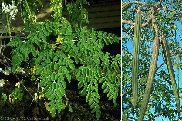 Focus: Les vertus du moringa 