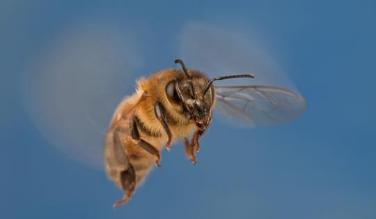 Insectes en macro photo