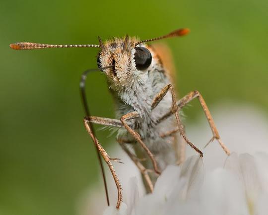 Insectes en macro photo