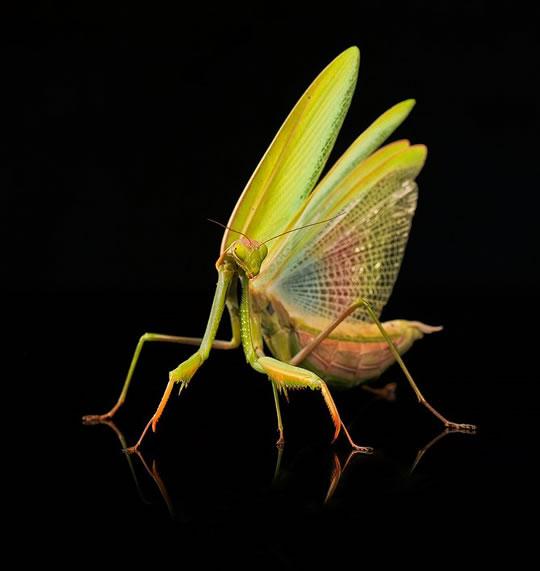 Insectes en macro photo