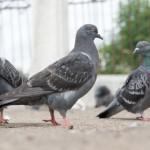 Accusation de fraude pour le “roi du pigeon”