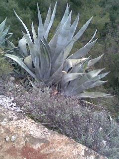 MAITRE aprés mètre