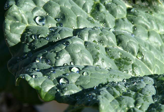 Cabbage leaf eau sur une feuille de chou