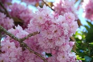 Ne tirez pas sur l’oiseau moqueur