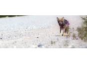 Quelques personas enneigés