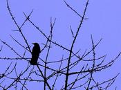 gros corbeau (Robert Creeley)