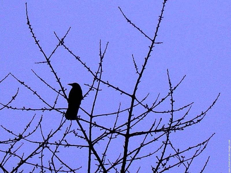 Un gros corbeau (Robert Creeley)