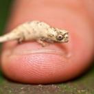 thumbs animaux droles du jour 5027 Animaux Droles du Jour (43 photos)