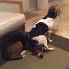 thumbs animaux droles du jour 5026 Animaux Droles du Jour (43 photos)