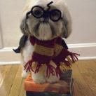 thumbs animaux droles du jour 5039 Animaux Droles du Jour (43 photos)