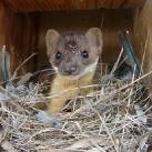 thumbs animaux droles du jour 5041 Animaux Droles du Jour (43 photos)