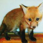 thumbs animaux droles du jour 5022 Animaux Droles du Jour (43 photos)