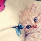 thumbs animaux droles du jour 5005 Animaux Droles du Jour (43 photos)