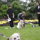 thumbs il se marie avec un chien 011 Il se marie avec un Chien ! (17 photos)