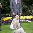 thumbs il se marie avec un chien 005 Il se marie avec un Chien ! (17 photos)