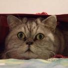 thumbs giuly le gros chat 009 Giuly le Gros Chat (19 photos)