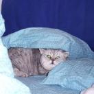 thumbs giuly le gros chat 019 Giuly le Gros Chat (19 photos)