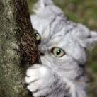 thumbs giuly le gros chat 005 Giuly le Gros Chat (19 photos)