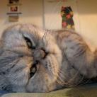 thumbs giuly le gros chat 007 Giuly le Gros Chat (19 photos)