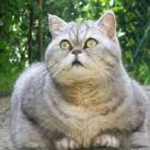 thumbs giuly le gros chat 017 Giuly le Gros Chat (19 photos)