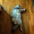 thumbs giuly le gros chat 018 Giuly le Gros Chat (19 photos)